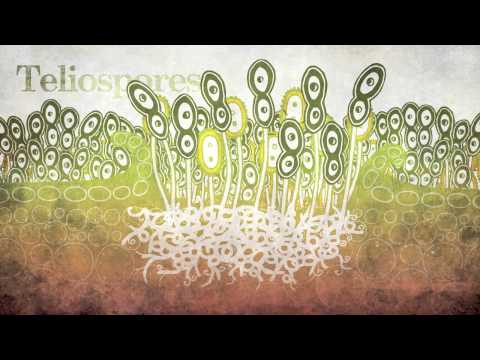 control de helminthosporium maydis