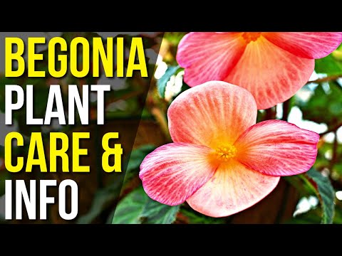 Begonia Plant Care And Info! | Begonia Flower Plant Care For Beginners