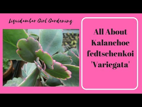 kalanchoe ízületi betegség esetén)