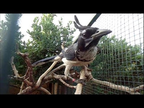 Kapuciarka masková (Cyanocorax colliei) — spev a hlas v prírode