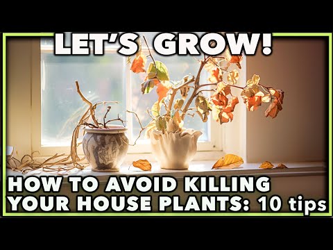 HOW TO NOT KILL YOUR HOUSE PLANTS!