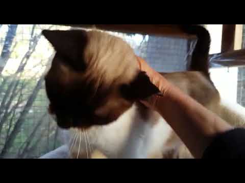 Nalani V1 Katzenhoffnung