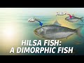Hilsa Fish Life Cycle Natural Habitat Explained