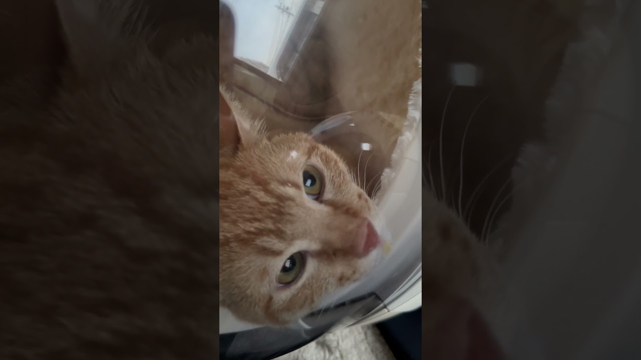 去勢手術後嘔吐して悲しい声で鳴く猫