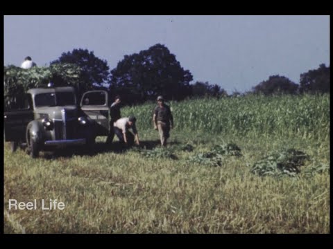 1945, Farm life part 2, the historic Mainstone Farm, Wayland, Massachusetts