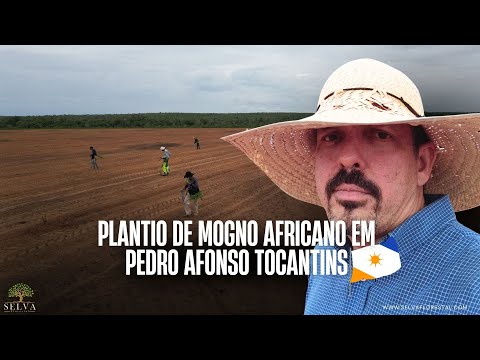 PLANTIO DE MOGNO AFRICANO EM PEDRO AFONSO TOCANTINS
