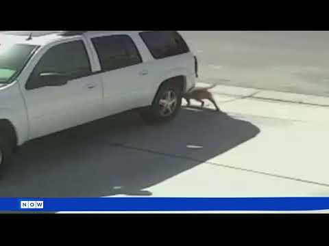 'Super Cat' saves boy from dog attack in California