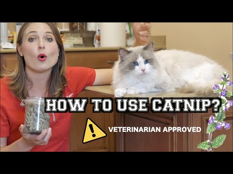 HOW TO USE CATNIP? | Veterinary approved