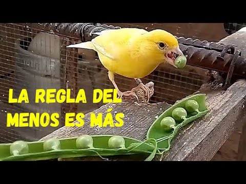 ¿QUIÉN MARCA LA PREPARACIÓN DE LA CRÍA? ..( EXPLICADO EN 2 MINUTOS )