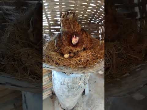 Pilando arroz da roça na Quadra 45 Funai Centro do Guilherme-MA.