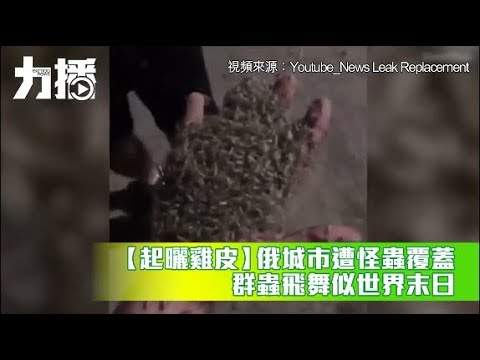 群蟲飛舞似世界末日 群蟲飛舞似世界末日