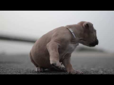 Rizla the dog (1,5 month)