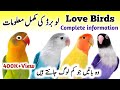 LoveBirds Breeding Tips | LoveBirds as Pets Business | LoveBird Nest Box Cage | Love Birds Diet Feed