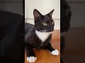 Cute Tuxedo Cat Being Very Careful