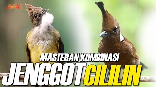 Download lagu MASTERAN CUCAK JENGGOT DAN CILILIN SUPER MEWAH mp3