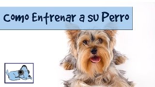 Musica suave para animales, ayudales a estar tranquilos y dormir profundamente