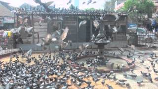 Dadar Kabutar Khana in Mumbai 