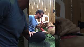 Video preview image #1 Mutt Puppy For Sale in Kennesaw, GA, USA