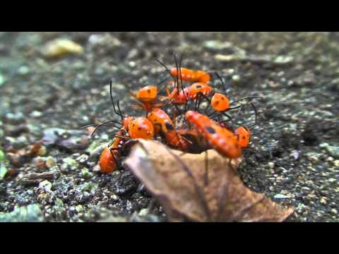 Umek vs Christian Cambas - On The Edge [1605-058]