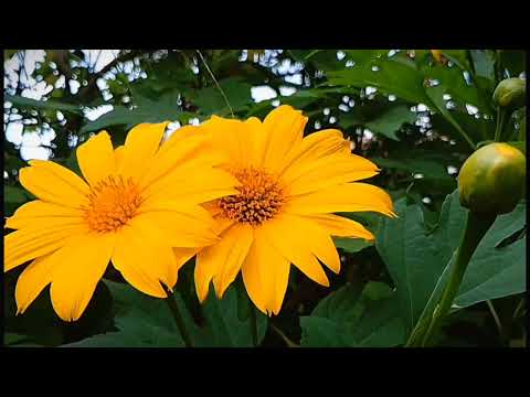 FLOWERS CAN DANCE !!! 🌸 Amazing nature beautiful blooming flowers 