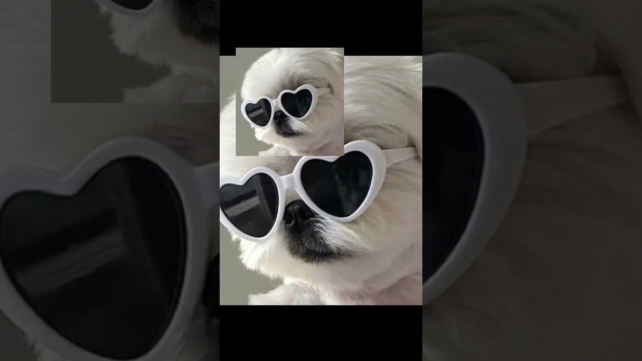 Altri animali (Foto profilo free come sfondo o per whatsapp ecc..) se ti piacciono i cani