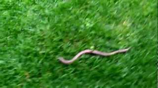 preview picture of video 'Found a legless lizard home - Encontrei um lagarto-cobra (descanso) em casa'