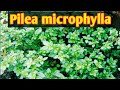 all about pilea microphylla rock weed artillery plant joypowder care.