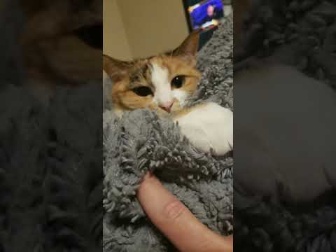 Cat BITES Blanket