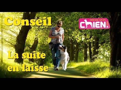 comment construire un chien assis