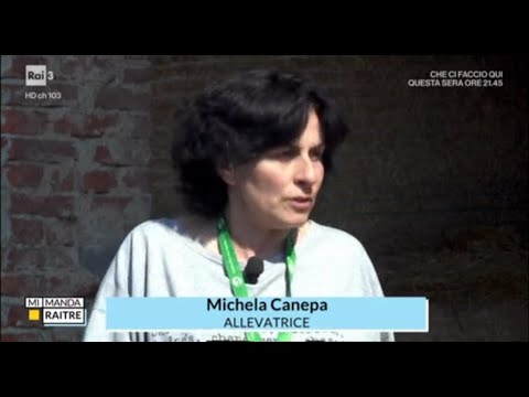MI MANDA RAITRE - Peste suina e dramma zootecnia. Dal Piemonte Michela Canepa, allevatrice Cia