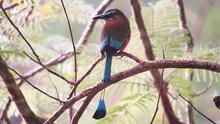 Mexico&amp;#39;s Yucatan &amp;amp; Cozumel, November 2025 with Megan Edwards Crewe and FIELD GUIDES BIRDING TOURS