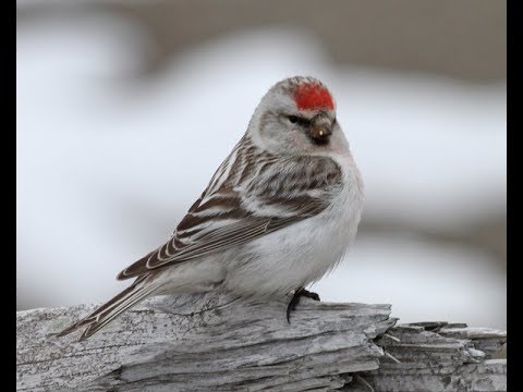 Hoary Redpoll | From Many, One: How Many Species Of Redpolls Are There?