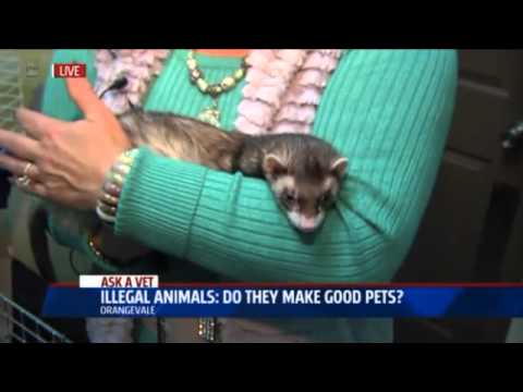 Illegal Animals: Do they make good pets? - Ask a Vet with Dr. Jyl
