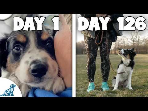 Puppy Training Doesn't Need To Be STRESSFUL (First 18 Weeks)