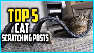 ✅Best Cat Scratching Posts in 2024