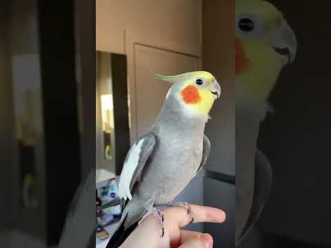 Ninfa Cantando para distraerse de su mal día.