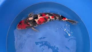 video van Showa SH-V24-1036