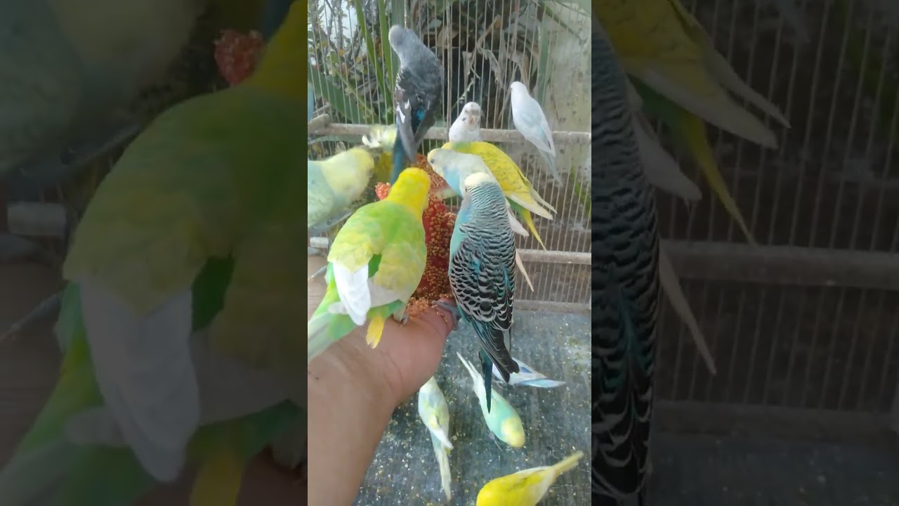 🐦距離で判断されていた