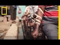 WATCH: The Practice of Bloodletting in New Delhi | National Geographic