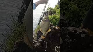 Download lagu PROSES JANGKAR IKAN HARUS KOMPAK mp3