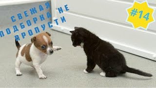 Приколы про животных Смешное видео про котов, собак и не только Такого Вы еще не видели! Выпуск 14