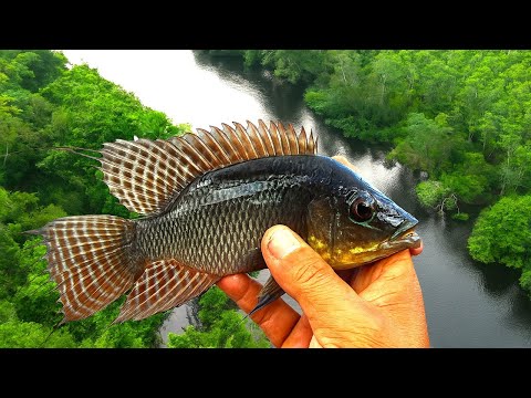 Jungle River Fishing for Swampfish types – Wild Camping & Catch-and-Cook Adventure