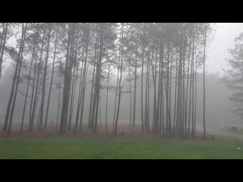 Birds chirp on a foggy morning