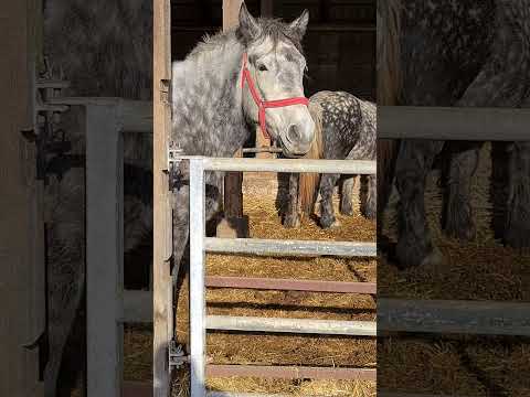 Caii lui Florin de la Gurahonț.  Iepe sure.  Gestante cu Heineken!