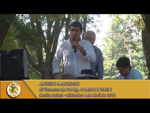 04-04-18 Venta de Machos - Alfredo S. Mondino "Rusticos del destete" - Benito Juarez