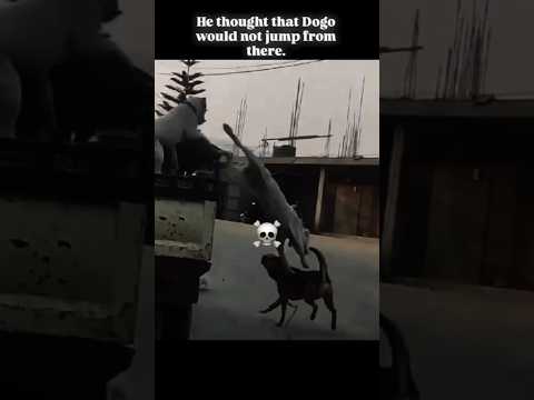 most powerful 🦾💪 dogo argentino vs smaller breed dog #dogo #animals #goodboy #dog