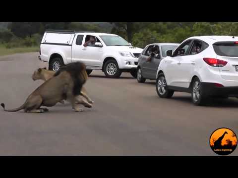 Lion Shows Tourists Why You Must Stay Inside Your Car   Latest Wildlife Sightings