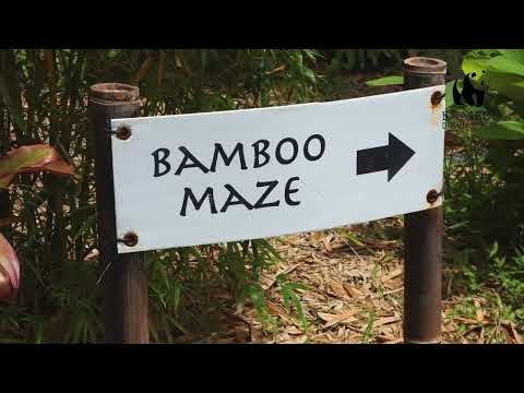 Bamboo Down Under