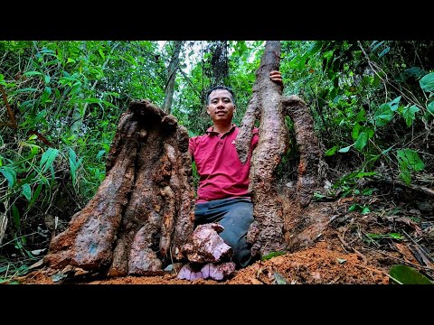 Jhony dug up a lot of buffalo thigh tubers in the forest, this is a long-term food reserve.