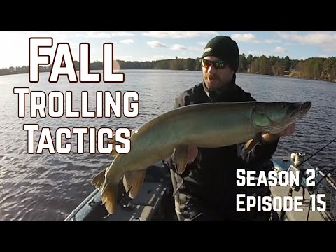 Fall Musky Trolling Tactics!